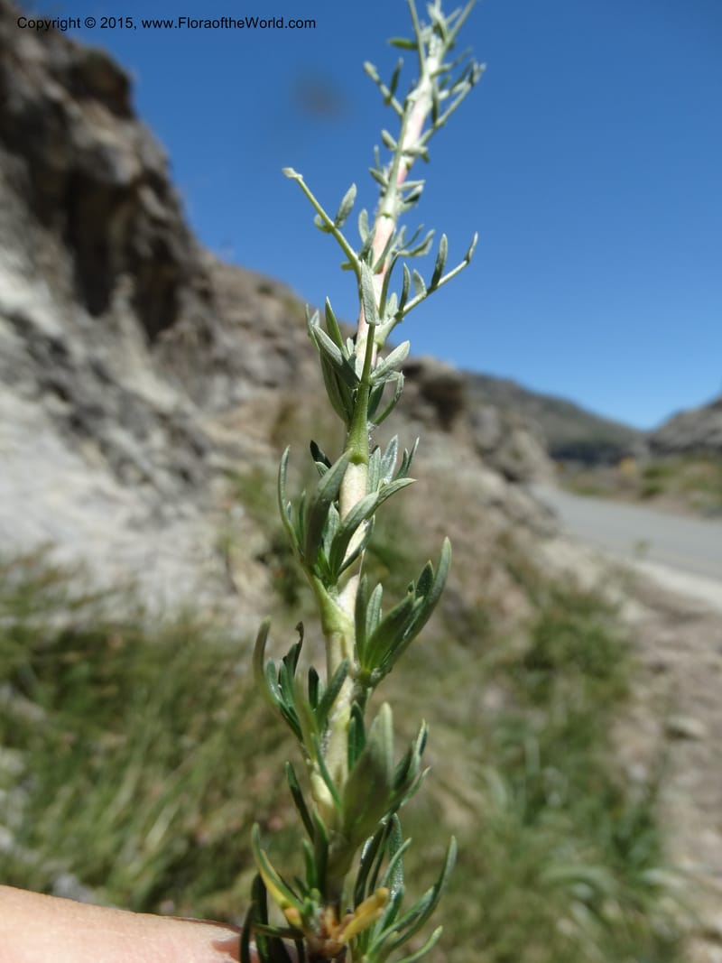 Tetraglochin alatum, Davidson, C 12788--Chile. Ruta 115, to Laguna del Maule. 24 Nov 2014. DSC07486 (298).JPG