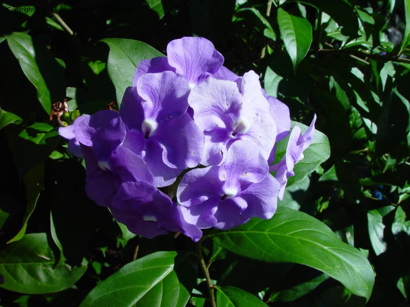 Brunfelsia grandiflora--FL. Harry Leu Gardens, Orlando. 5 Jan 03. 085.jpg