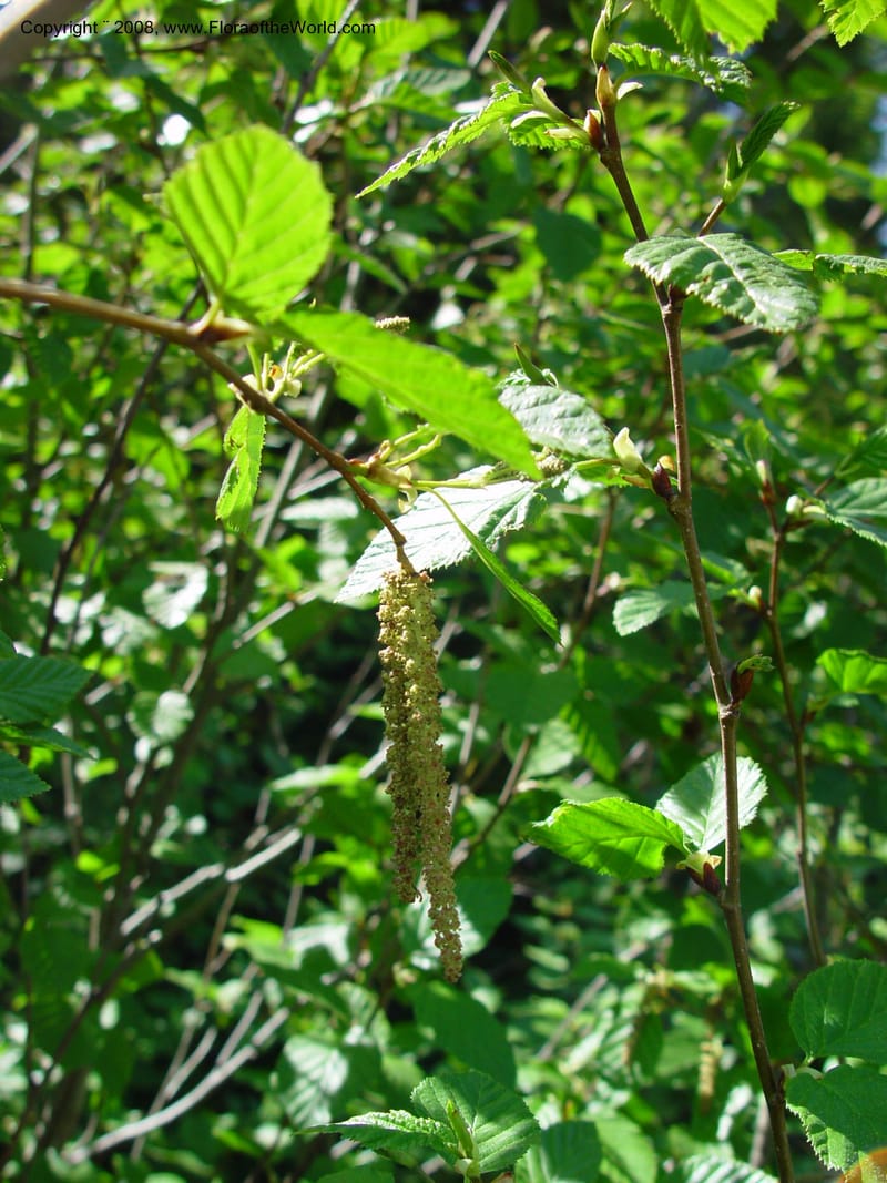 Alnus sinuata--ID. Valley Co. Payette Lake. 12 Jun 03. 092.jpg