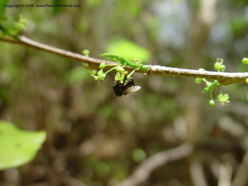 Erythroxylum havanense--Costa Rica. Palo Verde Biol. Sta. 1 Apr 03. 066.jpg