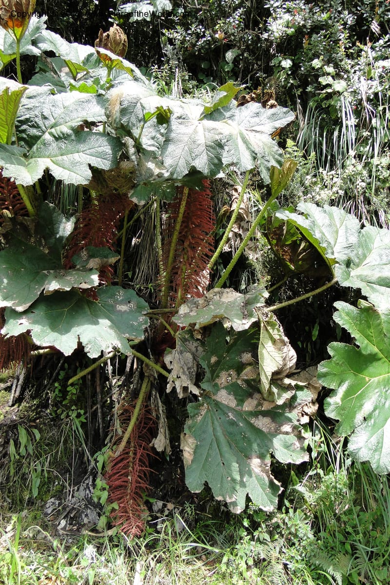 Gunnera brephogea, Ulloa 2180--Ecuador. Pichincha. Reserva Yanacocha. 11 Jun 2011. 311 (33).jpg