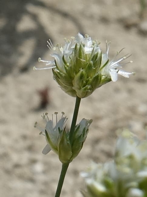 Eremogone congesta, C. Davidson 13712--ID. Boise Co. Scott Mtn. L.O. rd. 15 July 2017. DSC03279 (111).JPG