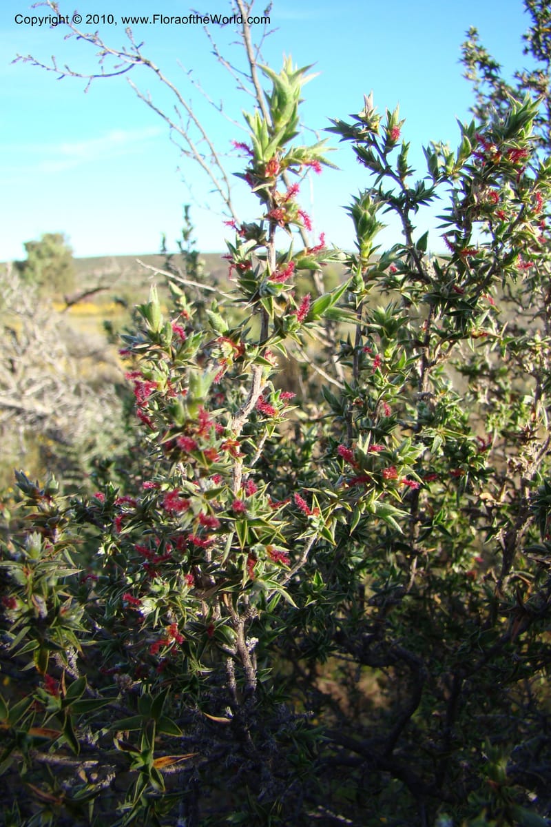 Cliffortia, C. Davidson 11579--South Africa. Northern Cape. Papkuilsfontein. 26 Aug 09. 324 (5).jpg