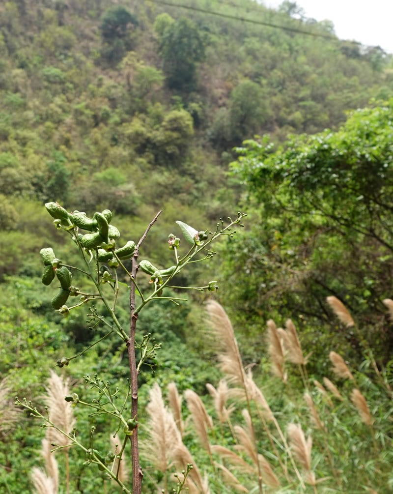 Delavaya toxocarpa, D. Boufford 44087--China. Yunnan. Xinshao Village. 28 Apr 2018. DSC00001 (7).JPG