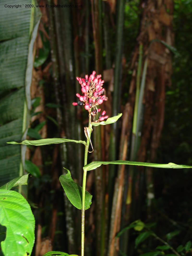 Renealmia, Croat94965--Ecuador. Prov. Carchi. El Chical-Tulcan. 19 Feb 05. 109.jpg