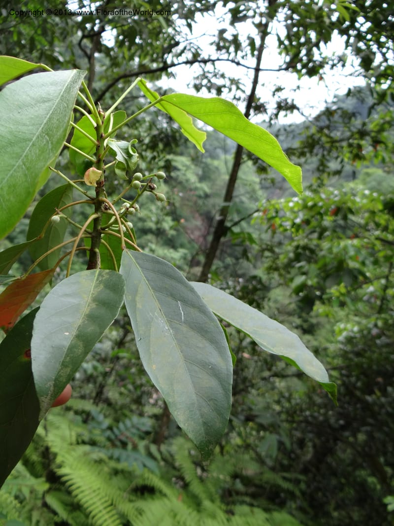 Elaeocarpus japonicus, Davidson, C 12003--China. Anhui Prov. San Qing Shan. 4 Jun 2012. DSC01825 (113).JPG