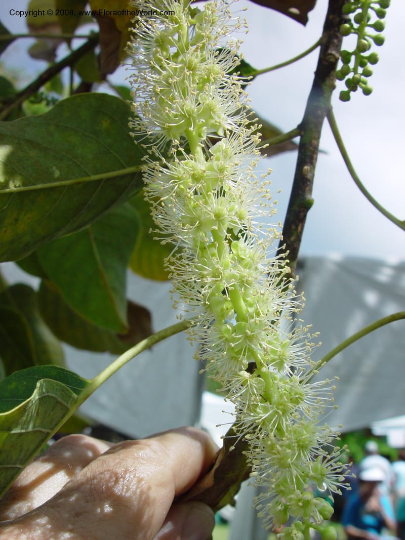 Phytolacca dioica--FL. Fairchild Tropical Gard. 6 Apr 03. 350.jpg