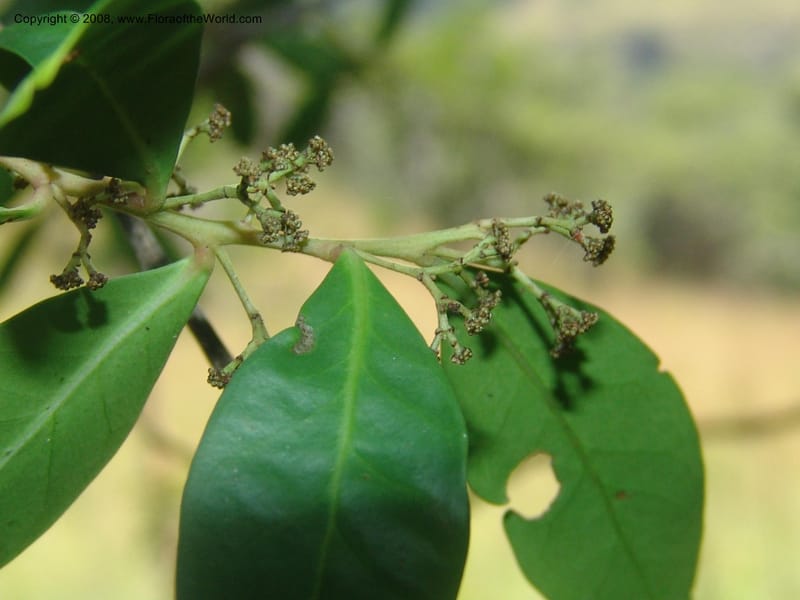 Pterocelastrus echinatus--So.Africa. Mpumal. Buffelskloof Private Nat. Res. 17 Mch 05. 249.jpg