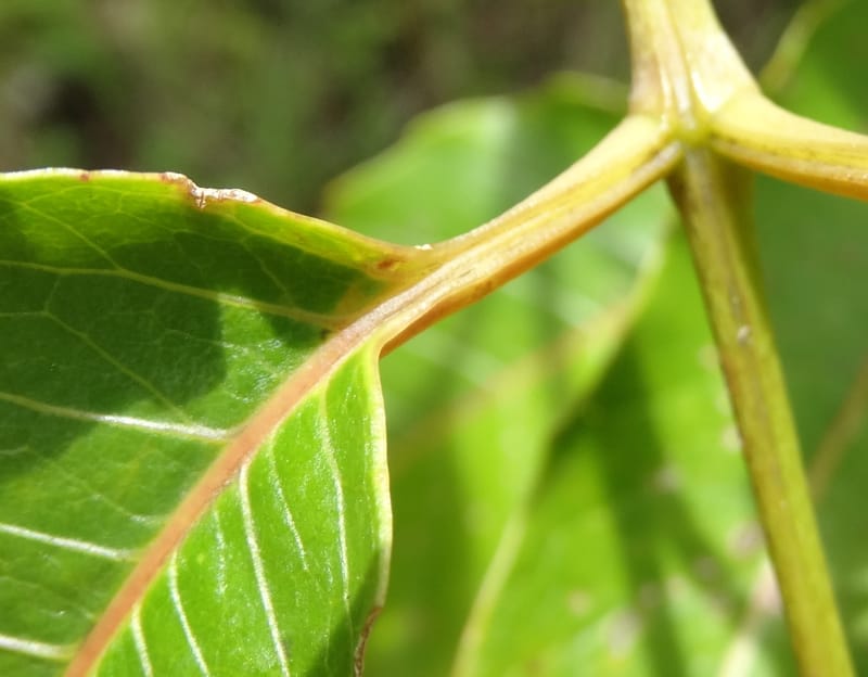 Polyscias joskei, Plunkett, C 3177--Fiji. Delaikoro Mtn. 3 Nov 2015. DSC08393 (69).JPG