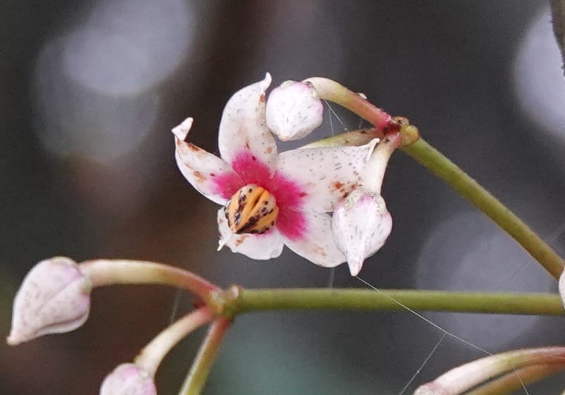 Ardisia virens, D. Boufford 44152--China. Yunnan. Bam Po village. 5 May 2018. DSC02406 (220).JPG