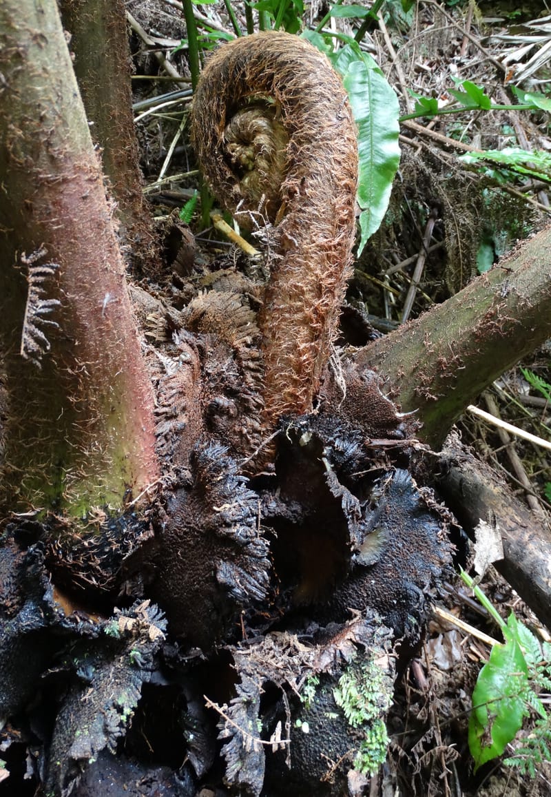 Angiopteris, Munzinger, J 7403--New Caledonia. Haute Robinson. 11 Nov. 2015. DSC00909 (313).JPG