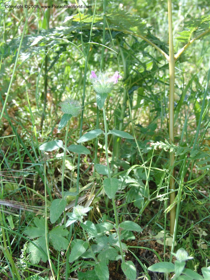 Clinopodium vulgare ssp orientale--Crete. Ep. Kisamos. Sirikari Gorge. 25 May 05. 114.jpg