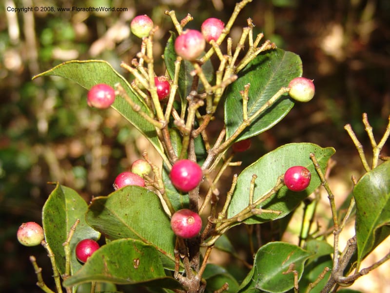 Syzygium, ZRogers1200--Madag. Anjozorobe, Aire Protegee, E Antsahabe. 17 Nov 06. 194.jpg