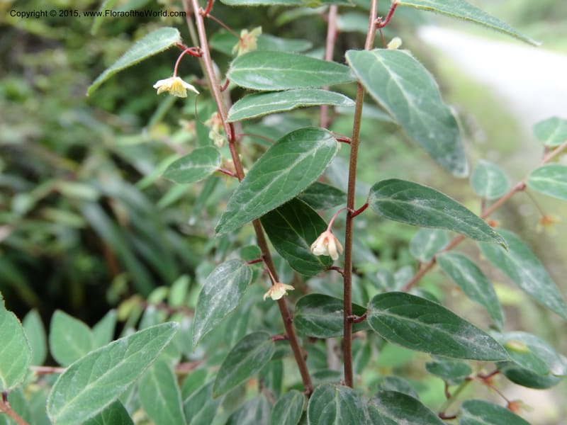 Leptopus chinensis, Boufford, D 43708--China. Sichuan. LongDongZhen on Rd. to LeiYuan Shan. 13 May 2014. DSC05860 (37).JPG