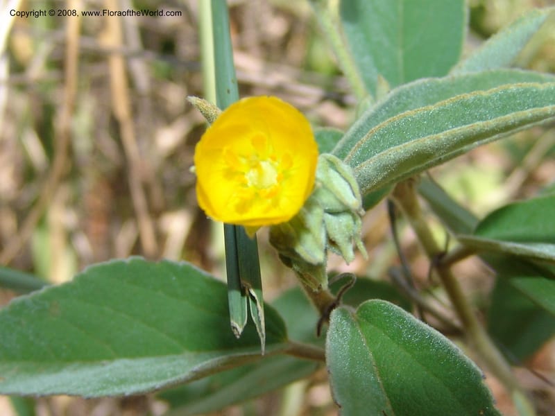 Melhania acuminata--So.Africa. Mpumal. twd Rietfontein. 16 Mch 05. 424.jpg