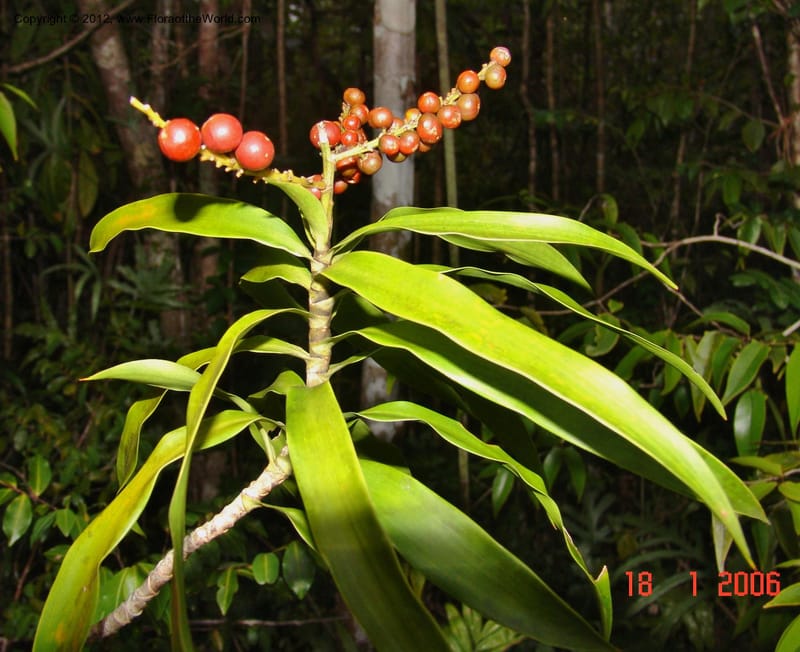 Dracaena sp. unk., Not collected-Madagascar 18 Jan 2006  185 (3).jpg