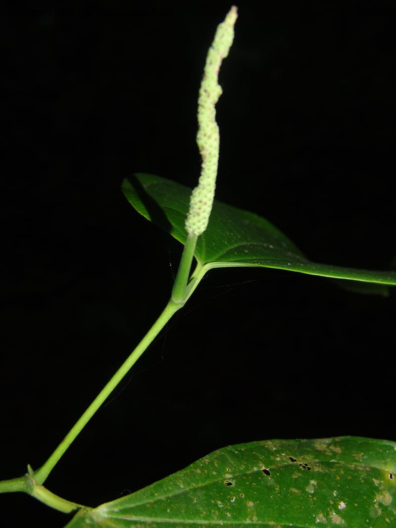 Piper reticulatum, AAraujoM1603--Bolivia. Pq. Nac. Madidi. Laguna Chalalan. 26 Nov 04. 742.jpg