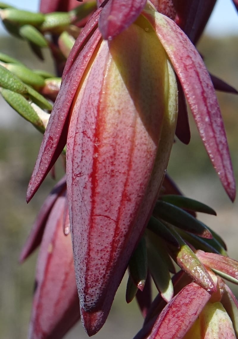 Darwinia speciosa, Davidson, C 13415--Australia. Kingia locality. 23 Oct 2016. DSC04566 (114).JPG