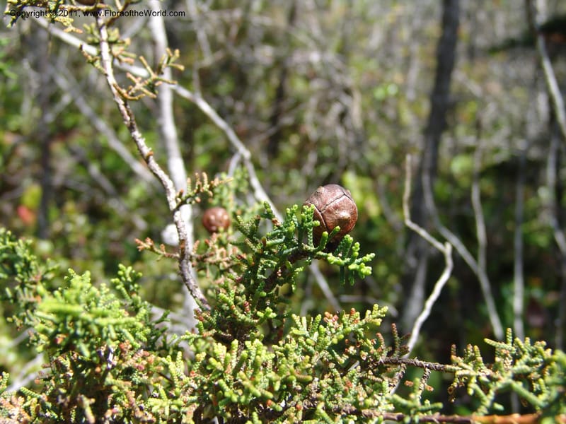 Cupressus goveniana ssp pigmaea--CA. Mendocino Co. Van Damme St. Pk, Pygmy For. 25 Jun 06. 015.jpg