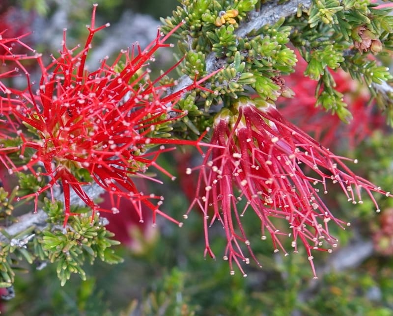 Beaufortia cyrtodonta, Davidson, C 13522--Australia. W.A. Red Gum Pass Rd., odom 31. 30 Oct 2016. DSC07055 (12).JPG