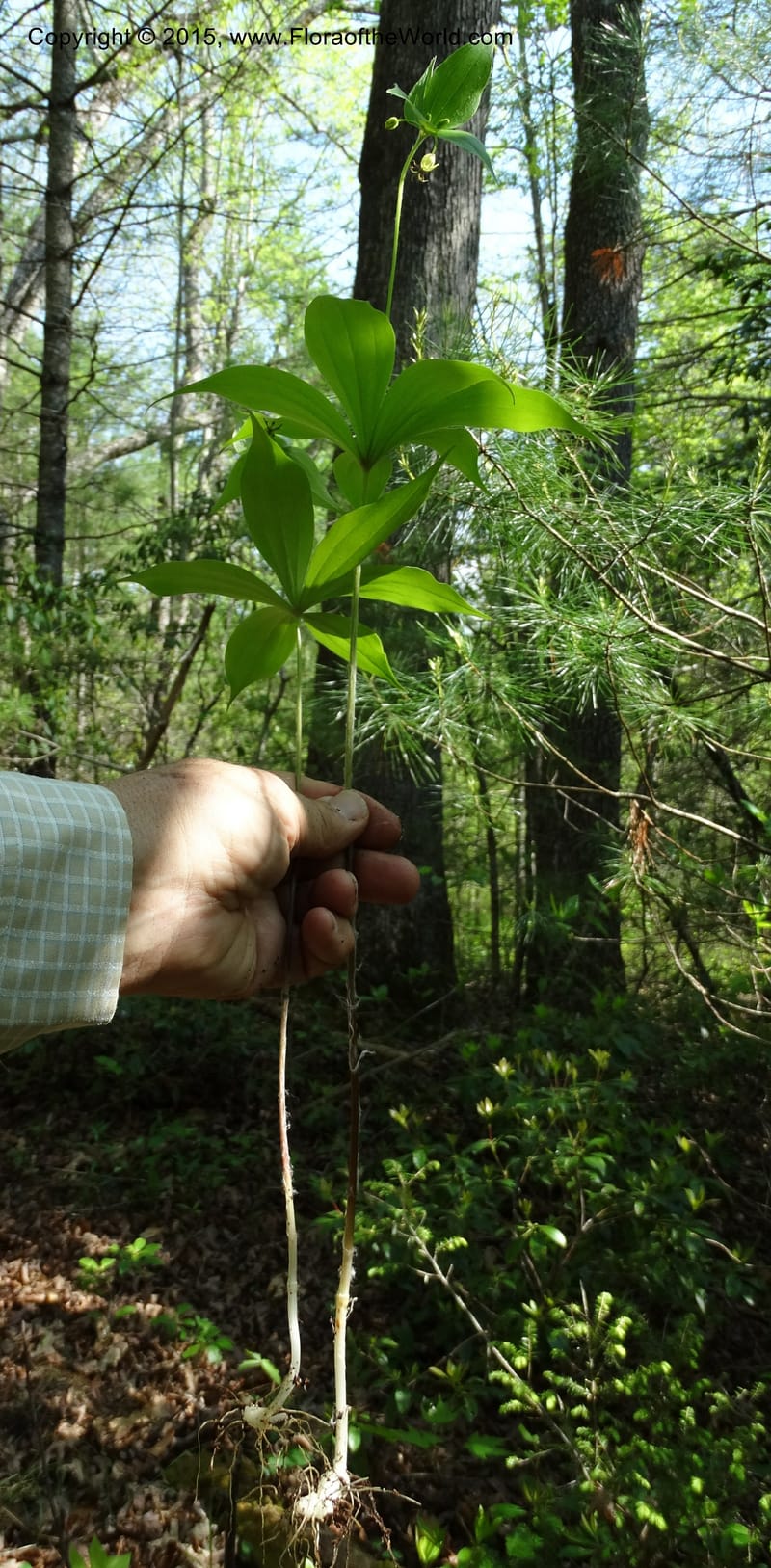 Mediola virginiana, Davidson, C 12947--North Carolina. Trans. Co. W Cradle of For. 11 May 2015. DSC03837 (64).JPG