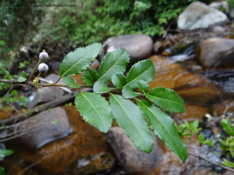 Azara, WDS 34074--Chile. Reserva Nac. Los Queules. 15 Feb 2013. DSC01158 (69).JPG