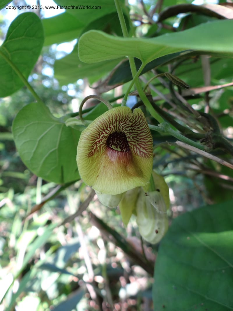 Aristolochia, Li Pan 1205292--China. Zhejiang Prov. Tian Mu Shan. 29 May 2012. DSC00348 (166).JPG