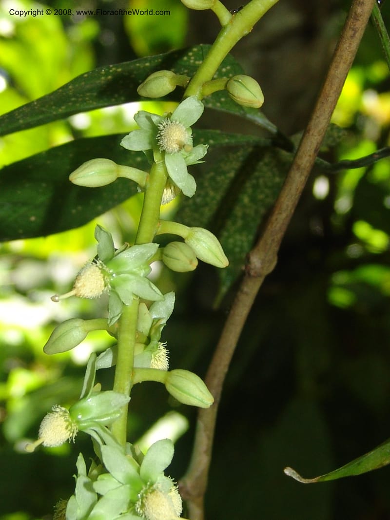 Marila laxiflora, AAraujoM1248--Bolivia. Pq. Nac. Madidi. Chalalan, Send. Anta. 30 Nov 04. 213.jpg