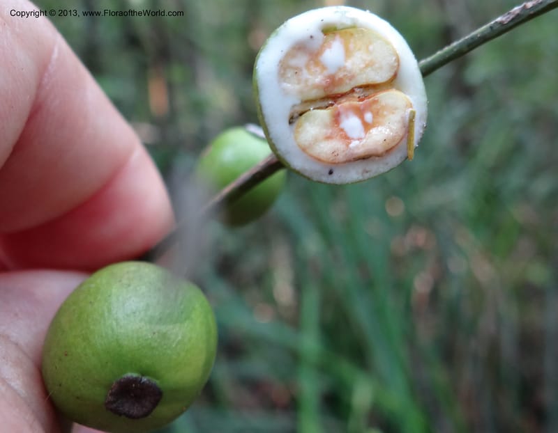 Garcinia, VC 5670--Thailand. Trang. Peninsula Bot. Gard. Thungkhai. 17 Nov 2012. DSC00231 (55).JPG