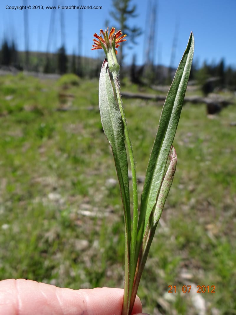 Agaseris aurantiaca, Davidson, C 12060--USA, Idaho, Valley Co., 21 July 2012  2806 (30).JPG