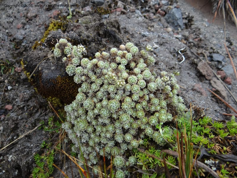 Draba, Ulloa, C 2414--Ecuador. Pichincha. Nevado Cayambe. 6 Oct 2012. DSC07236 (124).JPG
