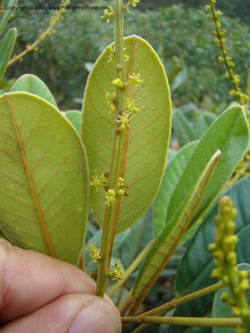 Soulamea, JMunzinger4888--New Caledonia. Tontouta R.jct Kalouehola R. 21 Nov 07. 140.jpg