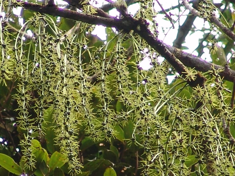 Alchornea, DNeill15916--Ecuador. Prv. Zam. Ch. C del Condor. Wawaime plot. 22 Sep 07. 402.jpg