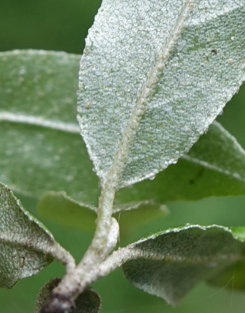 Elaeagnus umbellata, Tseng Yu-Hsin 1323--Taiwan. Dayaling jct on Highway 7. 21 May 2016. DSC03612 (14).JPG
