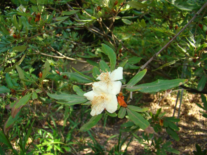Eucryphia moorei--Australia. Royal Botanic Garden, Melbourne. 19-20 Mch 08. 076.jpg