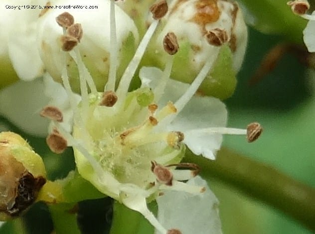 Sorbus aucuparia, Davidson, C 12484--Georgia (Caucasus). Koslitavi, branch of Merisi Gorge. 11 Jun 2014. DSC08456 (45).JPG