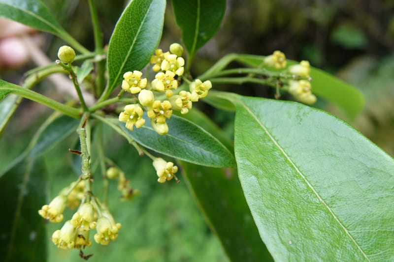 Pittosporum daphniphylloides, Tseng Yu-Hsin 1318--Taiwan. SW of Nanshan on highway 7. 20 May 2016. DSC03339 (93).JPG