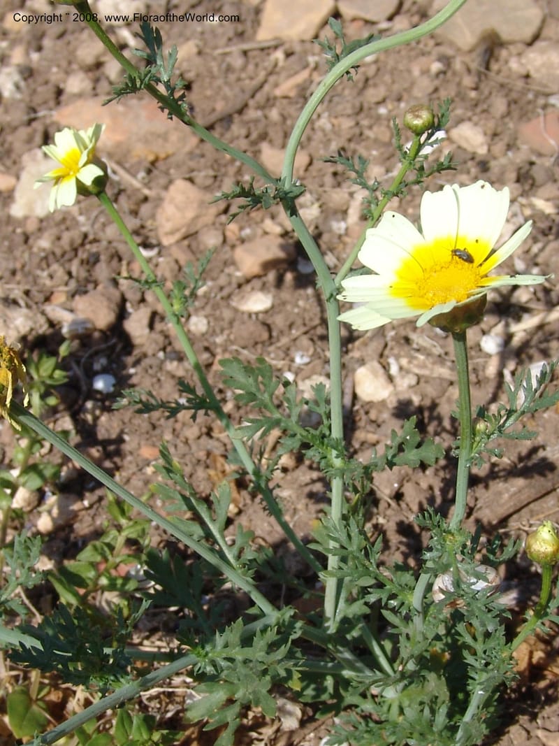 Glebionis (Chrysanthemum) coronaria v. discolor--Crete. Ep. Apokoronos. Aptera. 23 May 05. 045.jpg