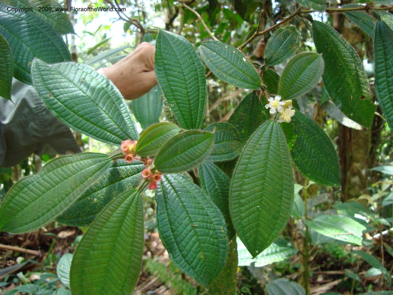 Tococa, D. Neill 15936--Ecuador.Prov.ZamoraC.WawaimePlotEcuacorriente 22 Sep 2007 161 (23).jpg