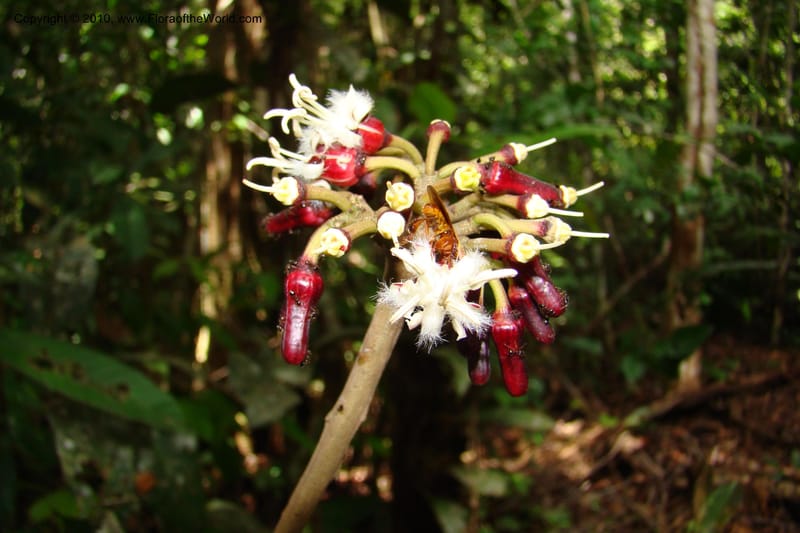 Angostura, RVasquez35042--Peru. Loreto. Dto. Iquitos. Res. Allpahuayo-Mishana. 19 Nov 08. 281.jpg