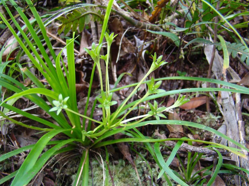 Campynemanthe, JMunzinger4843--New Caledonia. Plateau de Dogny. 19 Nov 07. 100.jpg