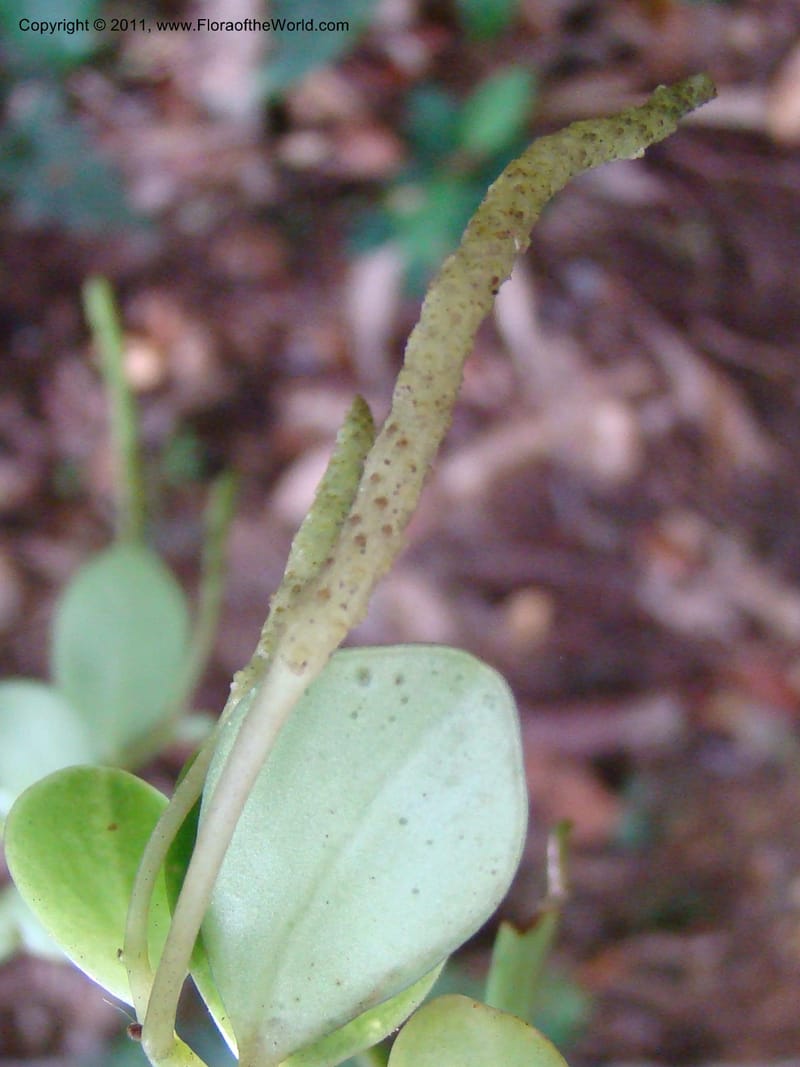Peperomia, Munzinger, J 4870--New Caledonia, Dogny, 19 Nov 2007, 59 (12).jpg