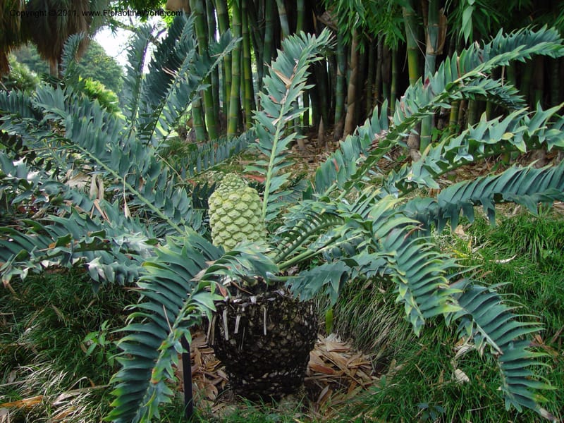 Encephalartos arenarius, 81896--CA. Huntington Bot. Gard. CDav14 Feb 03. 159.jpg