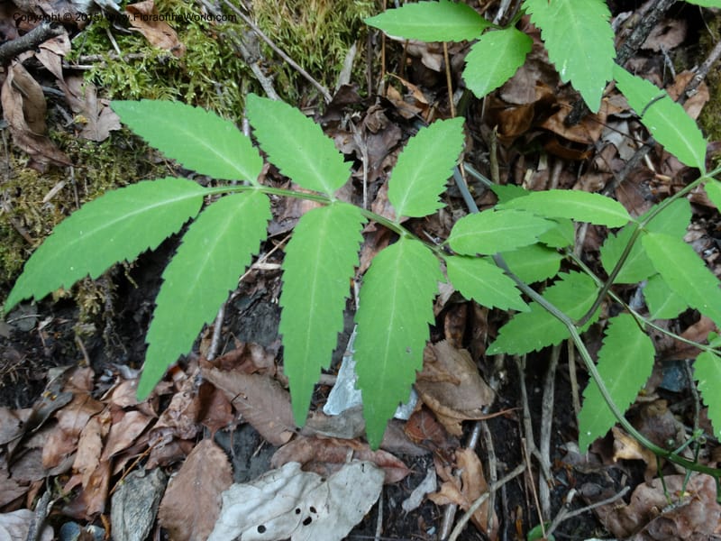 Cardamine macrophylla, Boufford, D 43604--China. Sichuan. ShaShiDuo. 8 May 2014. DSC04232 (101).JPG