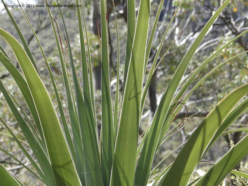 Richea pandanifolia--Tasmania. Woodland walk, Lake Dobson Rd. 30 Jan 2010. 3308 (4).JPG