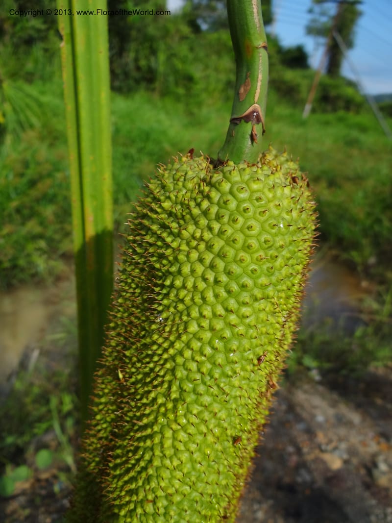 Pandanus helicopus, Callmander 1023--Sabah. Klias Forest Reserve. 3 Apr 2012. DSC06489 (213).JPG