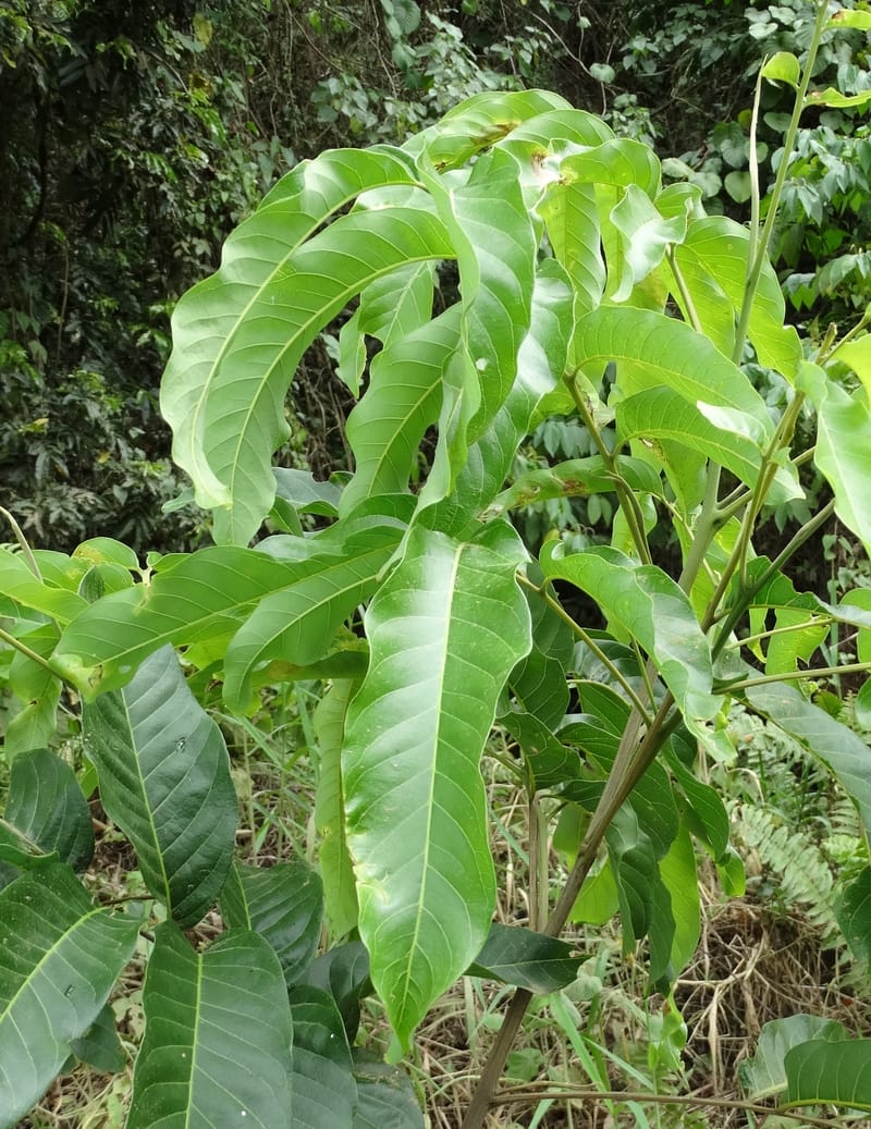 Alectryon, Munzinger, J 7386--Fiji. Along Hibiscus Hwy. 7 Nov 2015. DSC00180 (42).JPG
