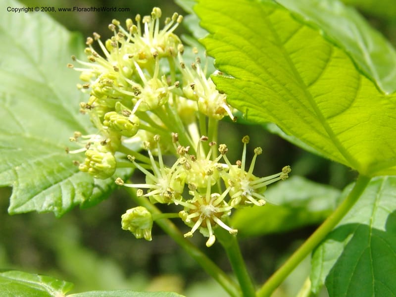 Acer trautvetterii--Georgia. 2 km S of Bakuriani, rd to Khrats'koros. 6 Jun 05. 381.jpg