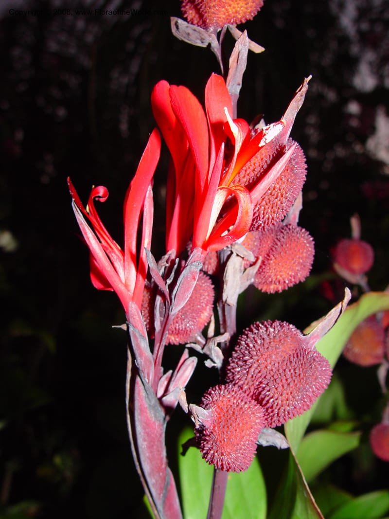 Canna indica--Costa Rica. Hotel Bougainvillea, San Jose-Sto.Domingo. 2 Mch 02. 001.jpg