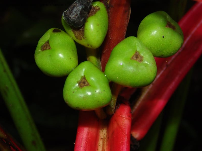 Heliconia aemygdiana v. transandina, Croat94411--Ecuador. Prov. Pichincha. Res. Guaycuyacu. 11 Feb 05.   164.jpg